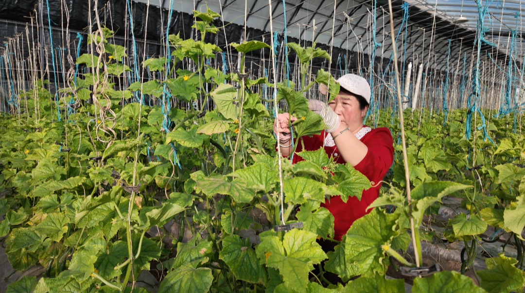 破解非耕地设施蔬菜生产难题 石嘴山盐碱地里种出“智慧菜园”